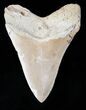 Megalodon Tooth - SC Land Find #12933-1